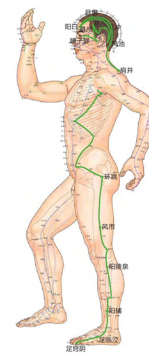 足少阳胆经