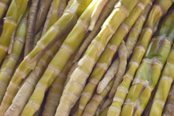 刺竹笋