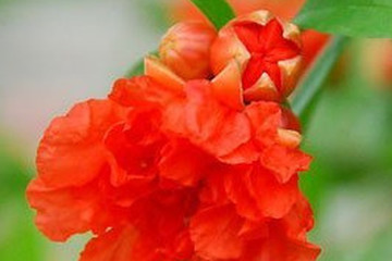 地石榴花
