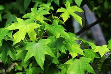 枫香树叶