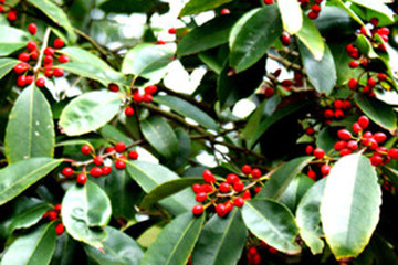 红果冬青