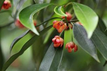 红茴香叶