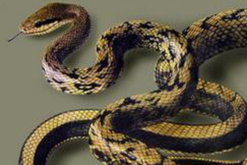 黄颔蛇