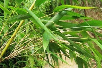 苦竹叶