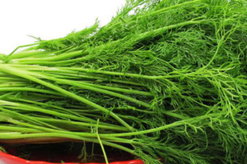 龙须菜