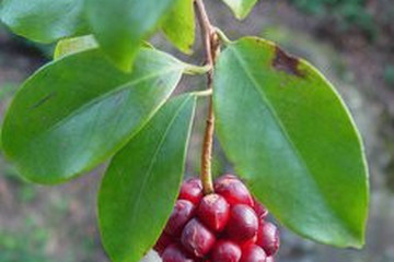 南五味子叶