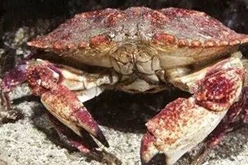 石蟹