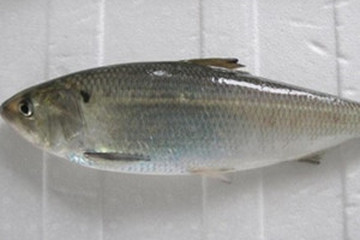 鲥鱼