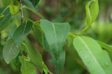 水杨枝叶