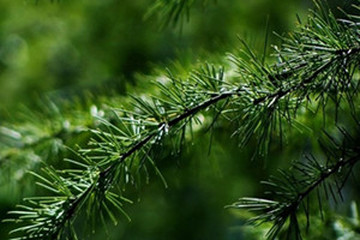 松针（松叶）