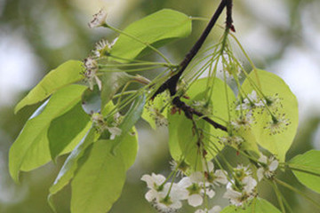棠梨枝叶