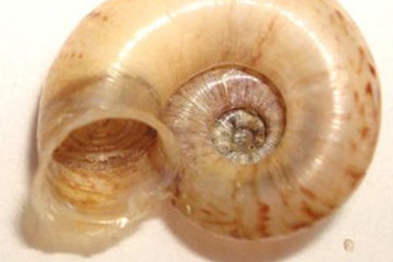 蜗牛壳