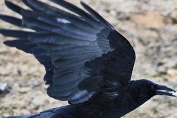 乌鸦翅羽