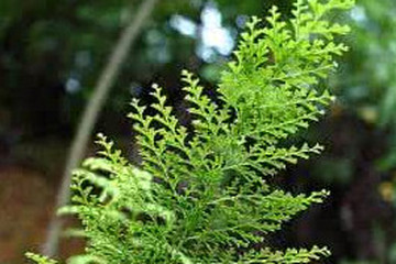 小叶山鸡尾巴草