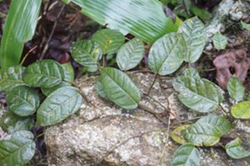 珍珠莲根