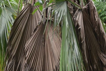 棕榈叶