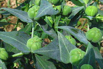 续随子茎中白汁