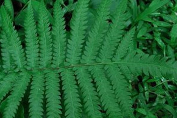 小叶凤凰尾巴草