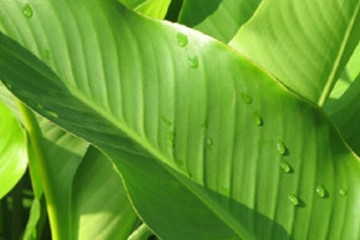 芭蕉叶
