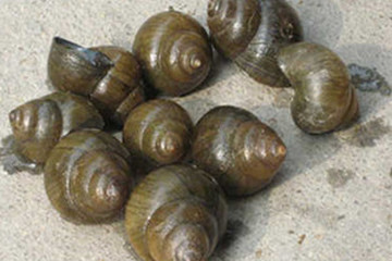 田螺壳