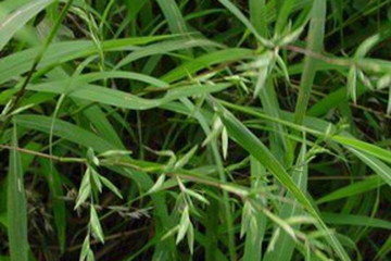 水蔗草