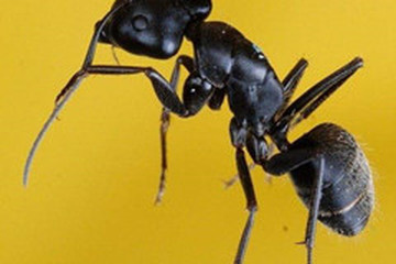 黑蚂蚁