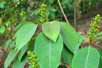山乌桕叶