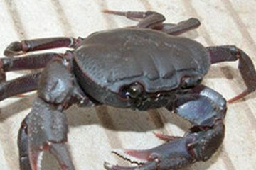 山蟹