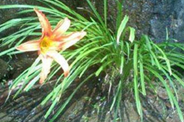 石菖蒲花