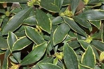 瑞香叶