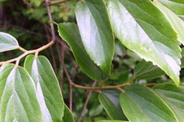 朴树叶