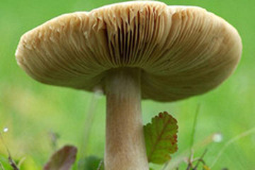 蘑菇