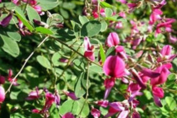 美丽胡枝子根