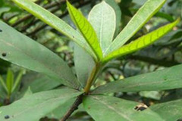 木姜子叶