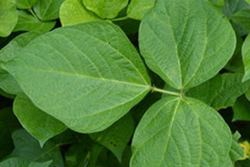绿豆叶