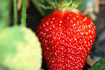结根草莓
