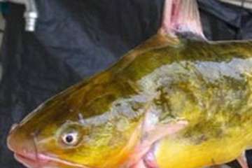 黄颡鱼涎
