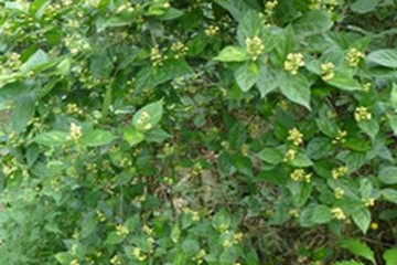 臭黄荆叶
