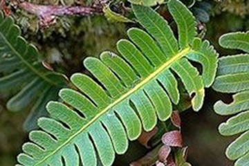 苍条鱼鳖