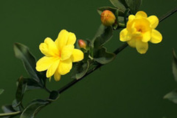 报春花