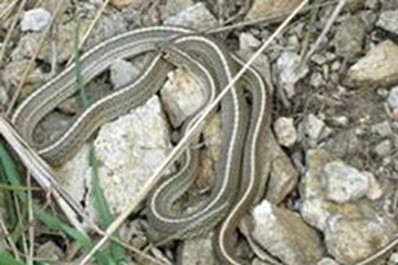 白线蛇