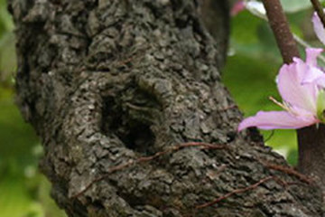 老白花树皮
