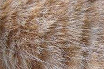 猫皮毛