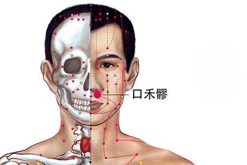 口禾髎穴