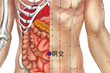 阴交穴