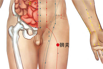 髀关穴