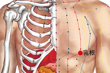 乳根穴