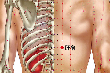 肝俞穴