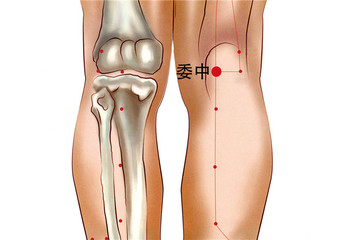 委中穴