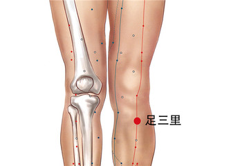 足三里穴